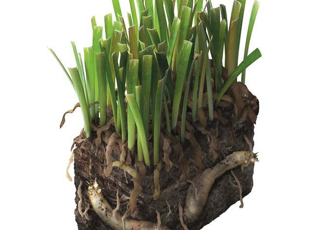 Sch&auml;dlinge im Garten: Tipula Larve