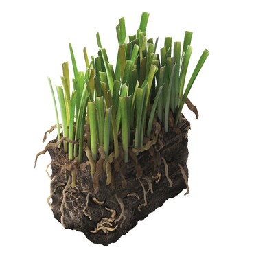 Sch&auml;dlinge im Garten: Trauerm&uuml;ckenlarven