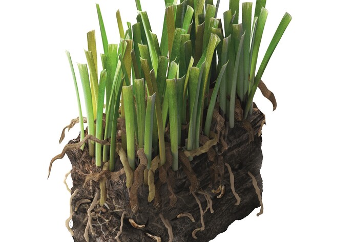 Sch&auml;dlinge im Garten: Trauerm&uuml;ckenlarven