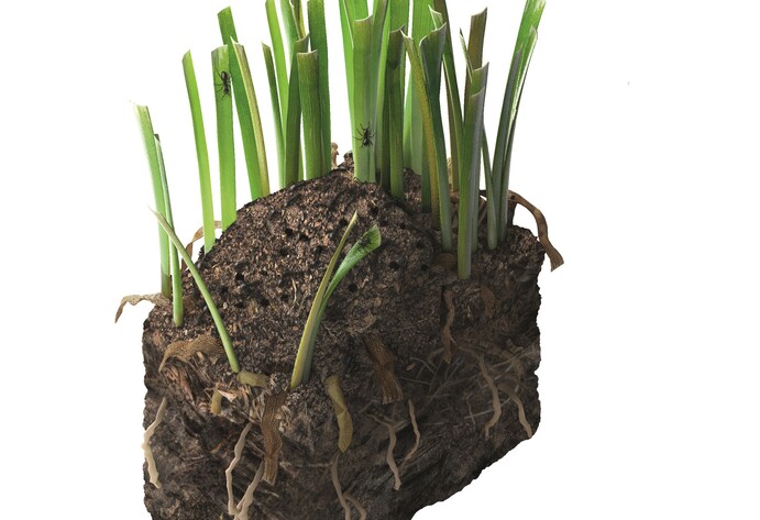 Sch&auml;dlinge im Garten: Ameisen