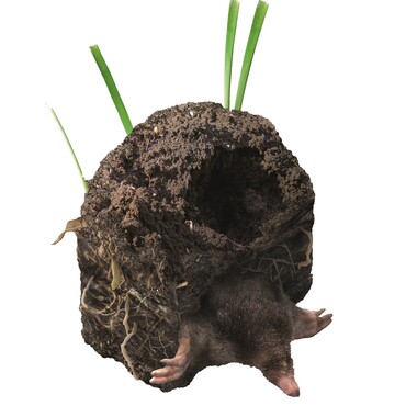 Sch&auml;dlinge im Garten: Maulwurf