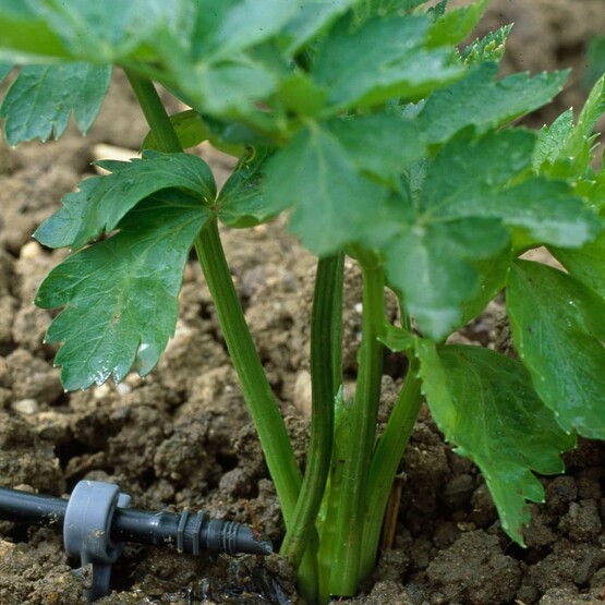 F&uuml;r Profis ist Tr&ouml;pfchen-Bew&auml;sserung der Standard