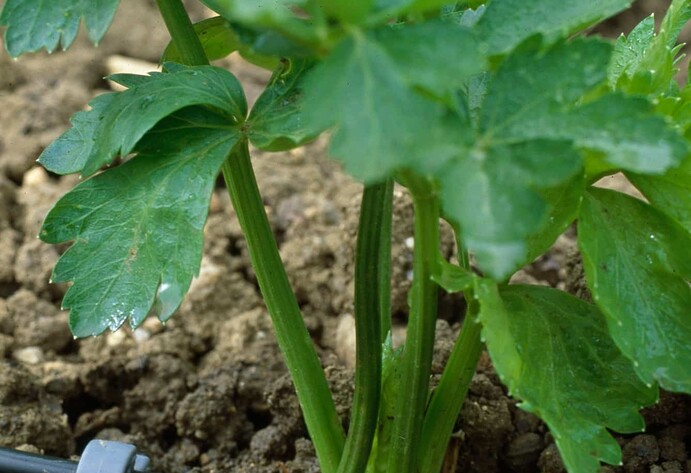 F&uuml;r Profis ist Tr&ouml;pfchen-Bew&auml;sserung der Standard