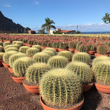 Viele Kakteen stehen im Außenbereich auf einer Fläche, im Hintergrund ein Berg und das Meer