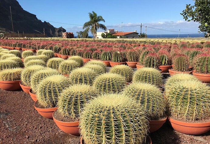 Viele Kakteen stehen im Außenbereich auf einer Fläche, im Hintergrund ein Berg und das Meer