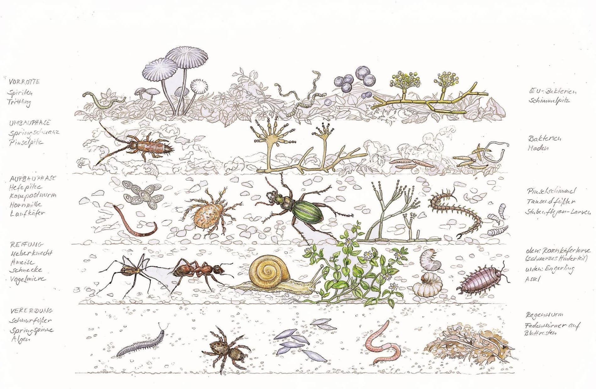 Insekten im und auf dem Erdboden