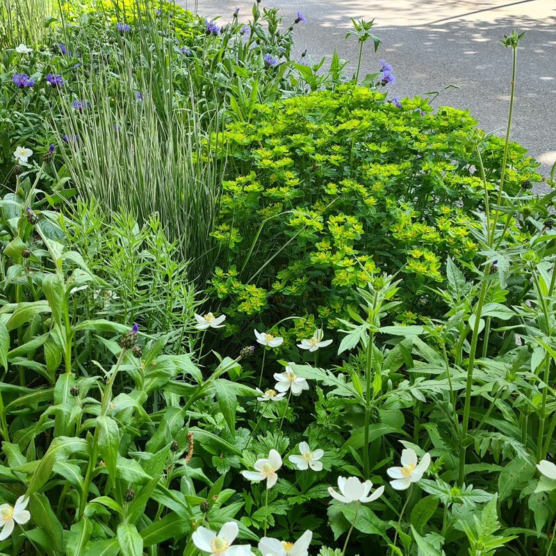 Staudenpracht im n&auml;chsten Jahr