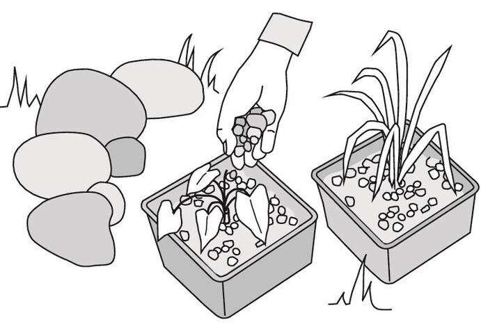 Teich anlegen: Bepflanzen