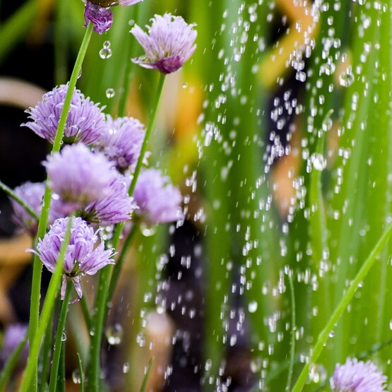 Pflanzen werden in Nahaufnahme gegossen