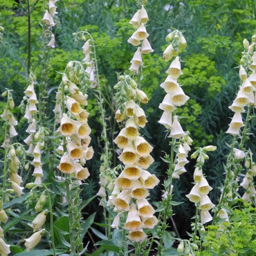 Gro&szlig;bl&uuml;tige Fingerhut