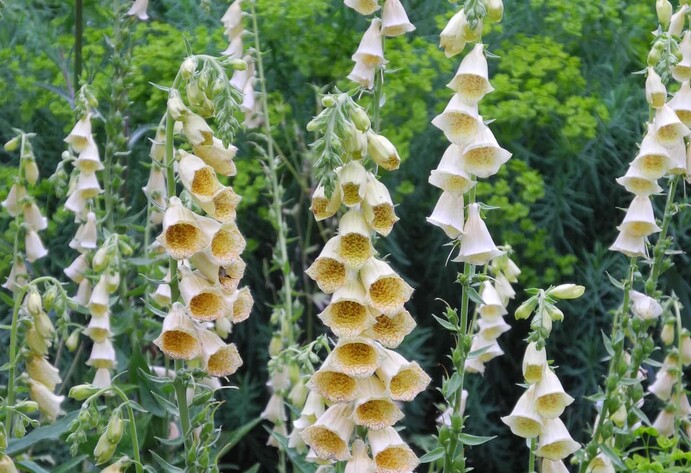 Gro&szlig;bl&uuml;tige Fingerhut