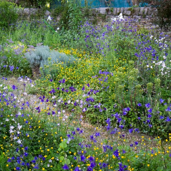 Akeleien und gelbe Butterblumen haben im Fr&uuml;hlingsgarten