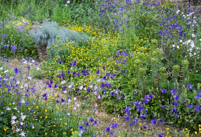 Akeleien und gelbe Butterblumen haben im Fr&uuml;hlingsgarten