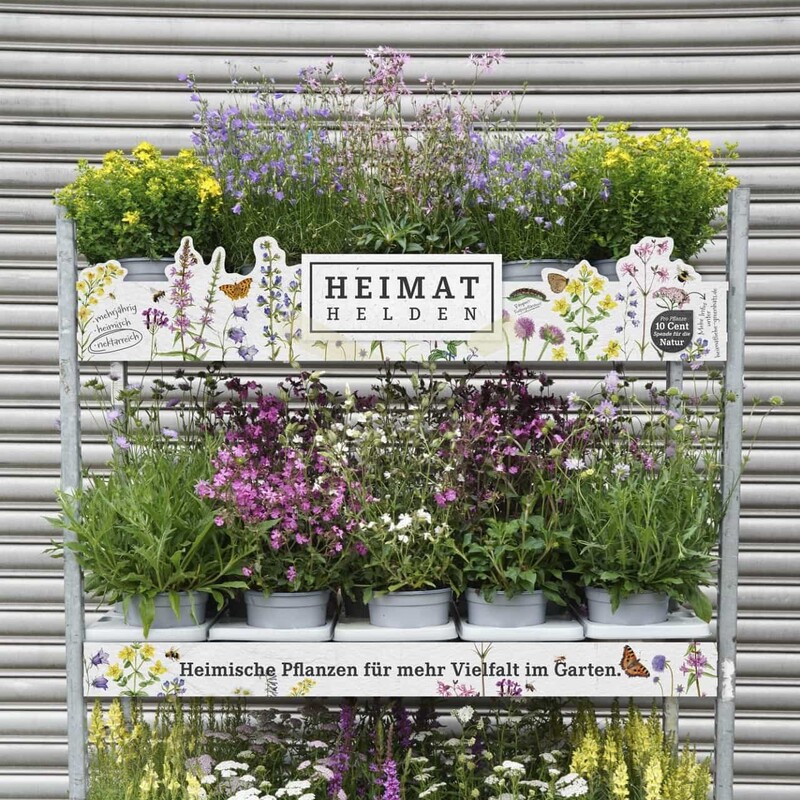 Auswahl aus Echtem Johannikraut