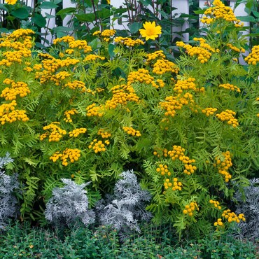 Rainfarn (Tanacetum vulgare) mit gelben Bl&uuml;tenk&ouml;pfen