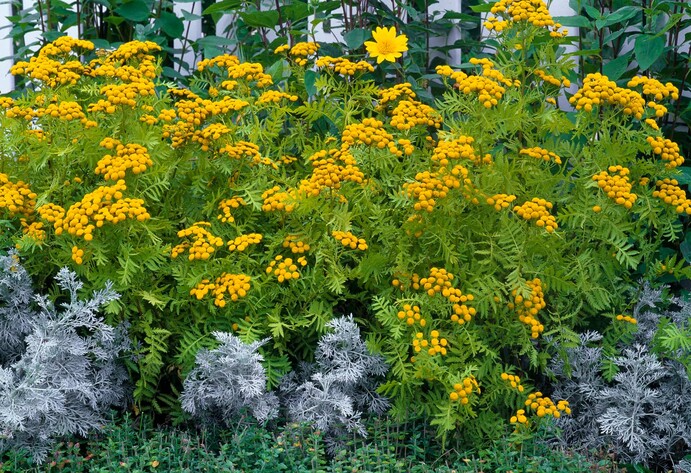 Rainfarn (Tanacetum vulgare) mit gelben Bl&uuml;tenk&ouml;pfen