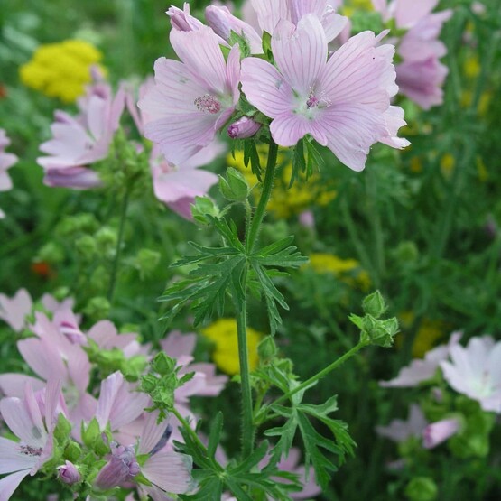 Moschus- Malve (Malva moschata)