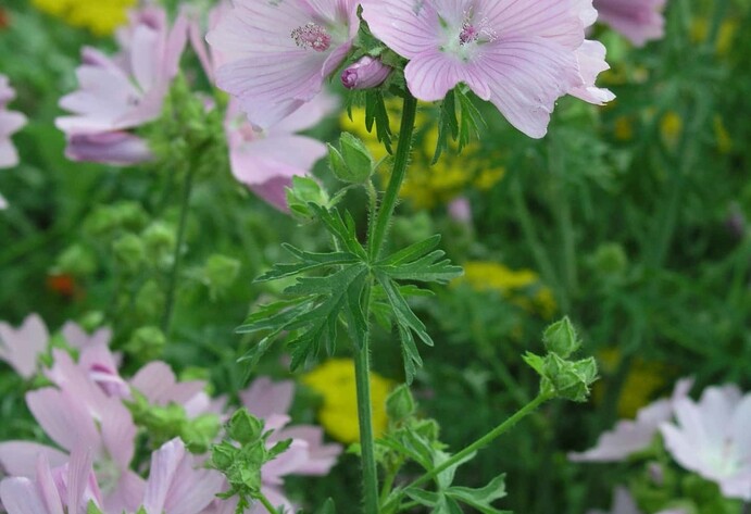 Moschus- Malve (Malva moschata)