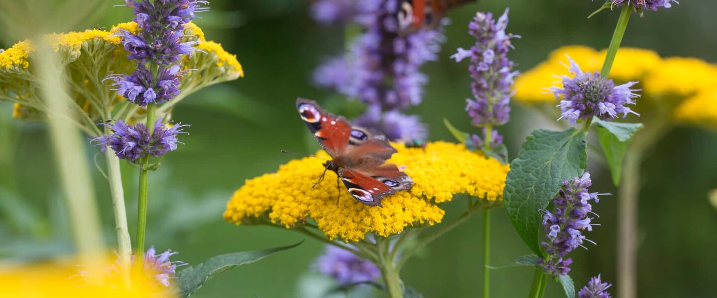Schmetterlinge wie das Tagpfauenauge