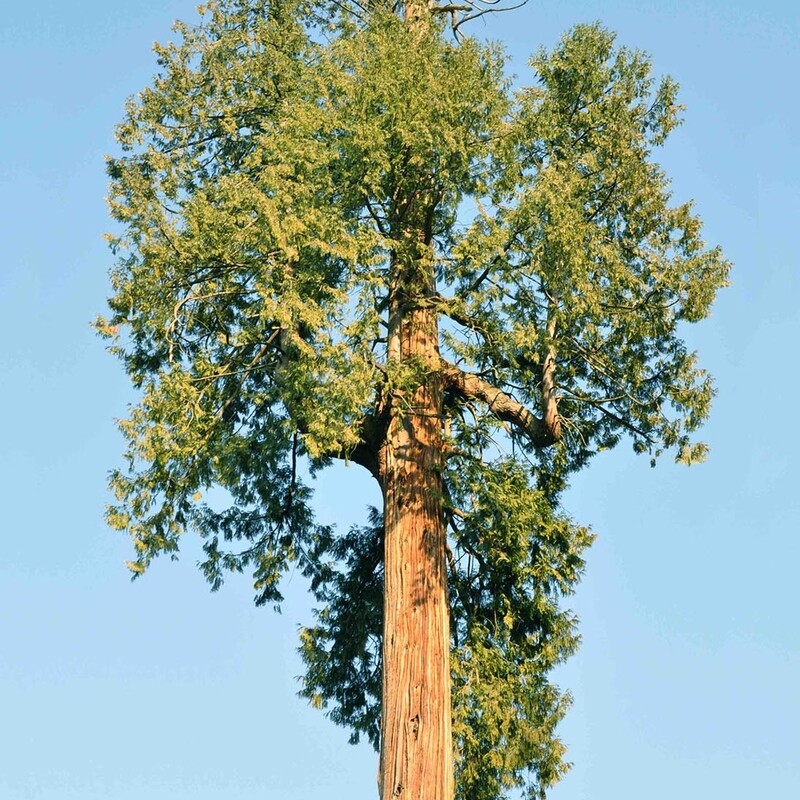 Baum mit grünen Blättern