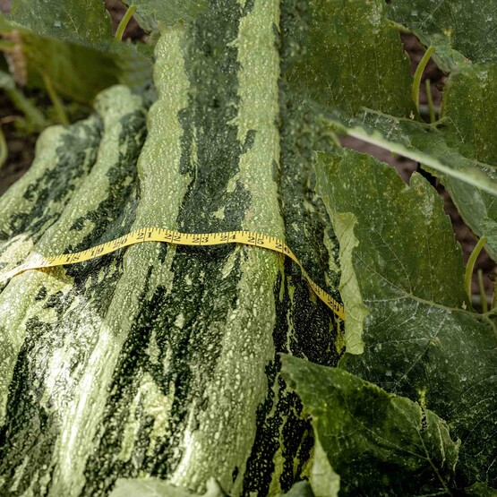 Riesenzucchini