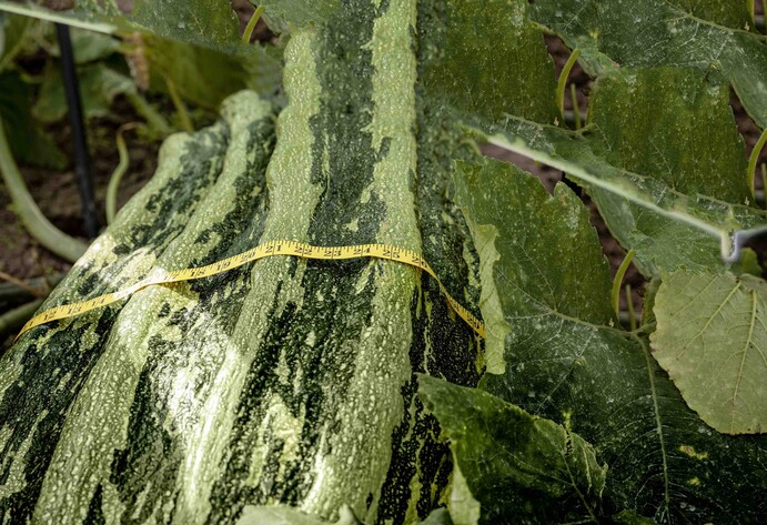 Riesenzucchini