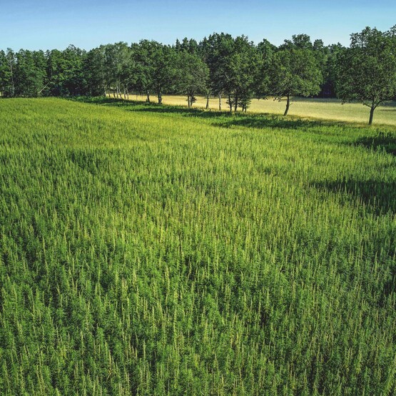 Feld für Hanfanbau