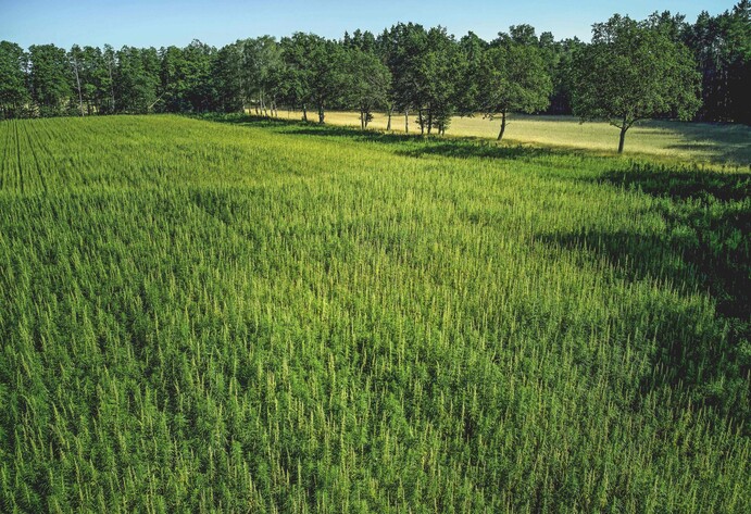 Feld für Hanfanbau