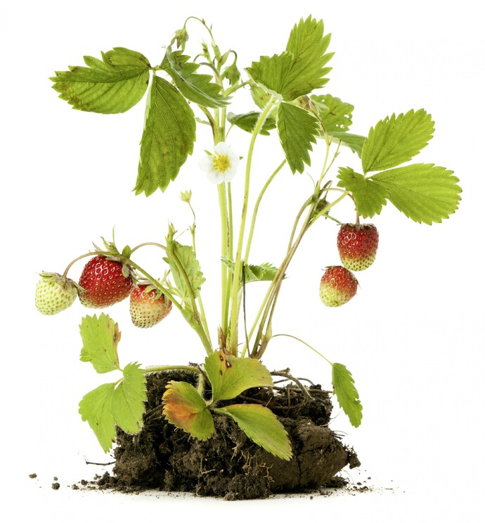 Erdbeerpflanze mit Wurzeln