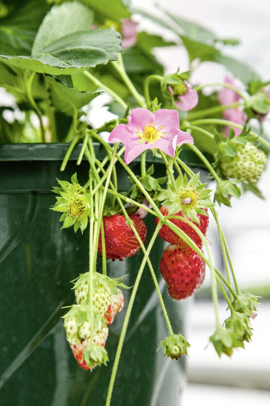 Bio Erdbeere Toscana