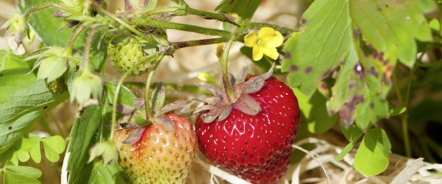 Erdbeerpflanze