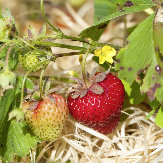 Erdbeerpflanze
