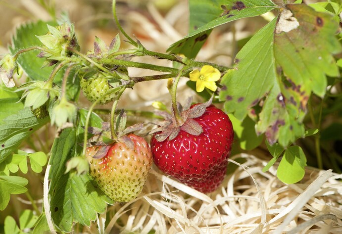 Erdbeerpflanze