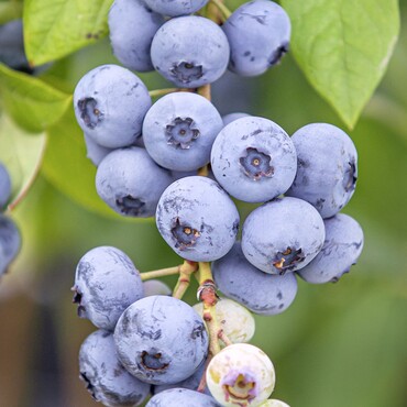Heidelbeere Bluecrop