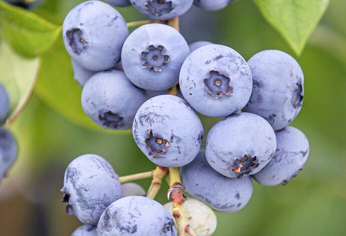 Heidelbeere Bluecrop