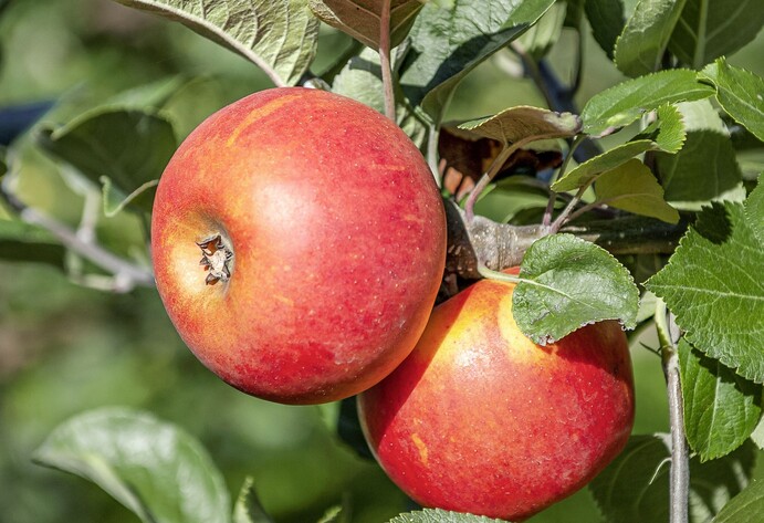 Apfel Rote Goldparm&auml;ne
