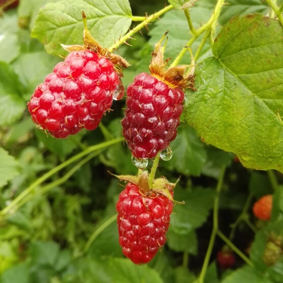 Taybeere Tayberry Buckingham Himbeere