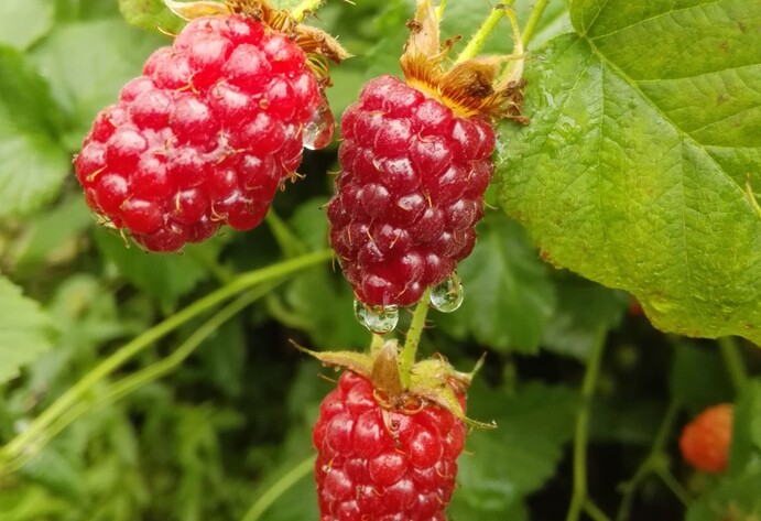 Taybeere Tayberry Buckingham Himbeere