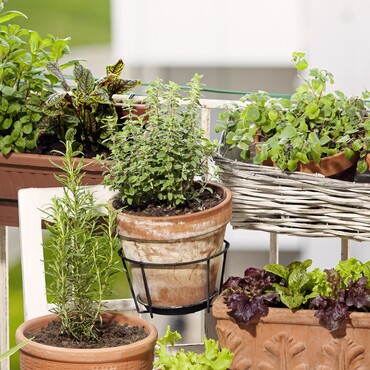 Frische Kr&auml;uter