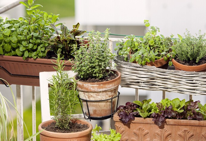 Frische Kr&auml;uter