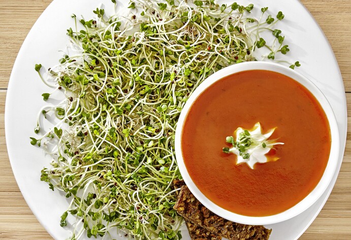 Sperli Sprossen Brokkoli