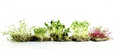 Verschiedene Sprossenarten