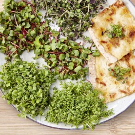 Teller mit verschiedenen Sprossen