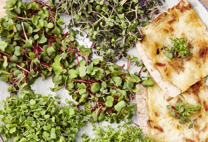 Teller mit verschiedenen Sprossen