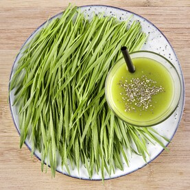 Teller mit Weizengras-Sprossen