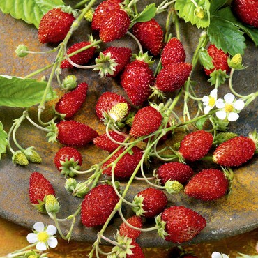 Erdbeere Waldfruchtstar