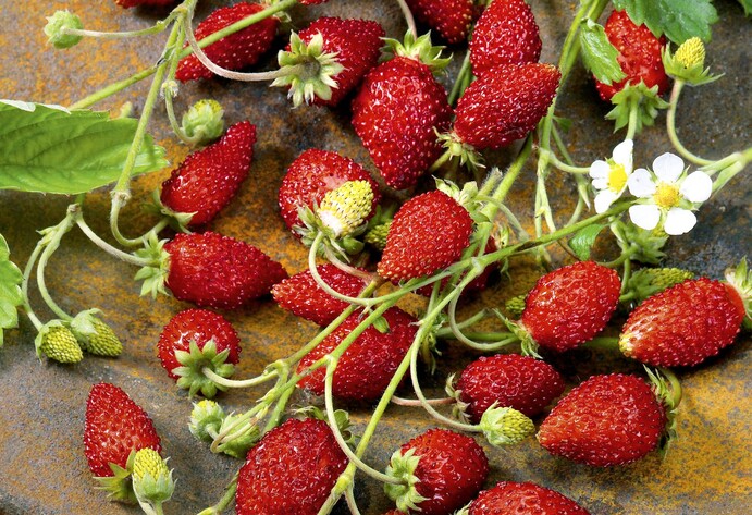 Erdbeere Waldfruchtstar