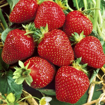 Erdbeere Symphony