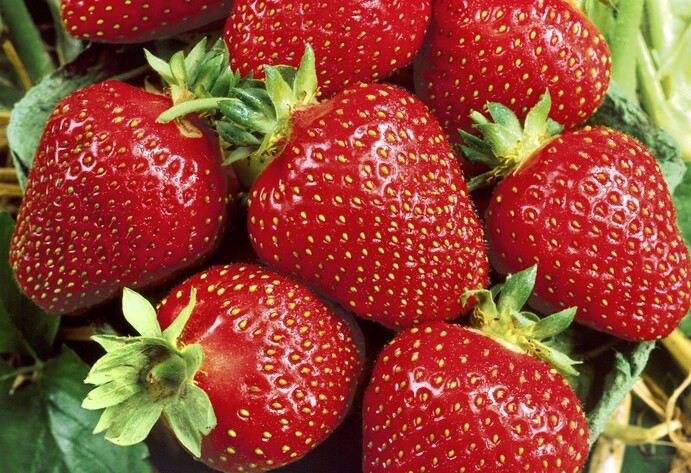 Erdbeere Symphony