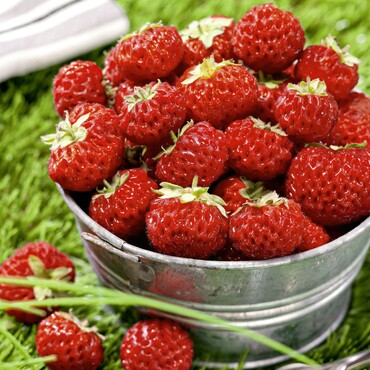 Erdbeere Mieze Schindler